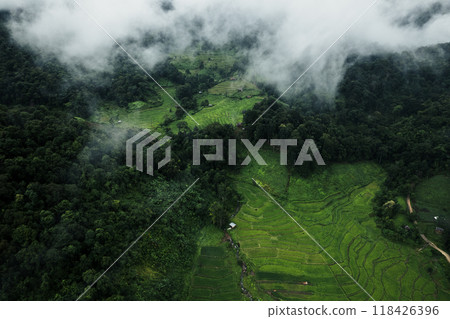 Aerial view of the rice fields In the rainy season 118426396