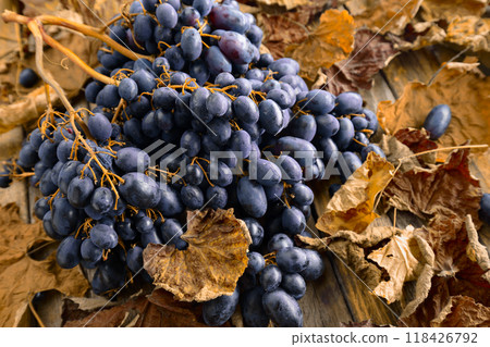 Blue grapes with dried-up vine leaves. 118426792