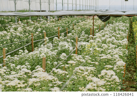 White flowers blooming in field covered with net shade in greenhouse. Rows of flowers at various stages of growth with stakes supporting the plant's structure and indicating organized farming White flowers blooming in field covered with net shade in greenhouse. Rows of flowers at various stages of growth with stakes supporting the plant's structure and indicating organized farming 118426841