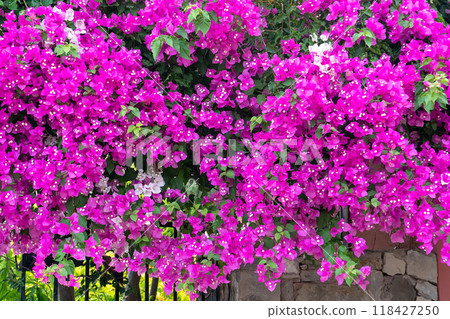 Bright pink bougainvillea flowers. Colorful carpet of fresh flowers. 118427250