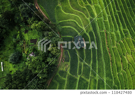 Aerial view of the rice fields In the rainy season Aerial view of the rice fields In the rainy season 118427480