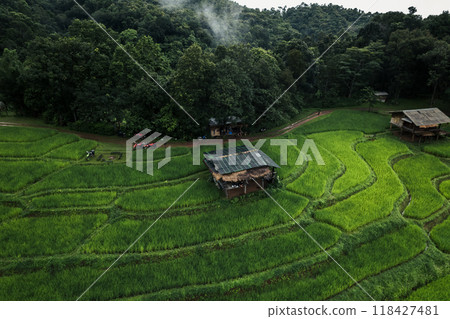 Aerial view of the rice fields In the rainy season Aerial view of the rice fields In the rainy season 118427481