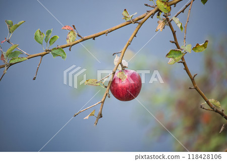 Lone red apple hanging from a tree branch with green leaves against a soft, blurred background. 118428106