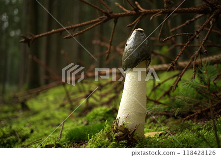 Common stinkhorn mushroom growing on lush green moss 118428126