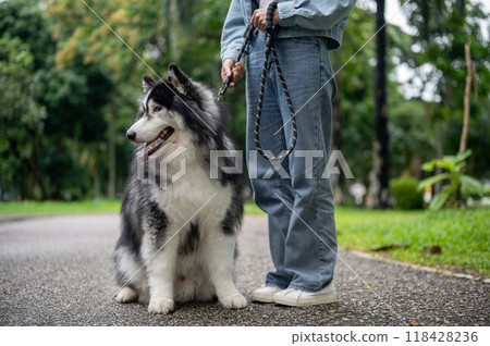 A healthy, fluffy Siberian husky dog is walking on a leash with its owner in a green park. A healthy, fluffy Siberian husky dog is walking on a leash with its owner in a green park. 118428236