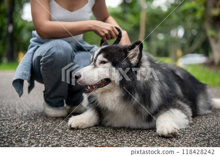 A beautiful Siberian husky dog on a leash in a green park, lying on a street with its owner nearby. A beautiful Siberian husky dog on a leash in a green park, lying on a street with its owner nearby. 118428242