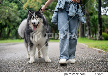 A woman is training her dog while walking it on a leash in a green park. A woman is training her dog while walking it on a leash in a green park. 118428253