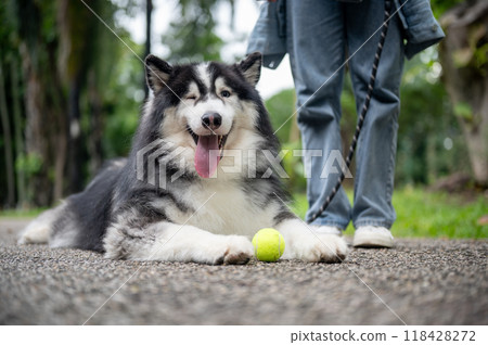 A beautiful Siberian husky is laying on a street in a park with a tennis ball and its owner nearby. A beautiful Siberian husky is laying on a street in a park with a tennis ball and its owner nearby. 118428272