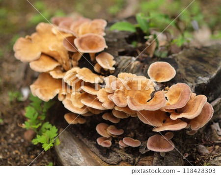 Ecological photograph of Araagekawakitake mushroom Ecological photograph of Araagekawakitake mushroom 118428303