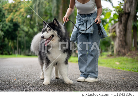 A beautiful Siberian husky dog on a leash with its owner walking together in a green park. A beautiful Siberian husky dog on a leash with its owner walking together in a green park. 118428363