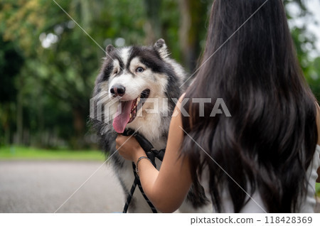 A beautiful Siberian husky dog playing with the owner in a park, spending time together outdoors. A beautiful Siberian husky dog playing with the owner in a park, spending time together outdoors. 118428369