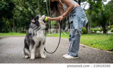 A happy Asian female dog owner is giving a tennis ball to her dog, training it to obey. A happy Asian female dog owner is giving a tennis ball to her dog, training it to obey. 118428380