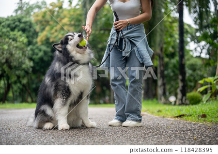 A happy Asian female dog owner is giving a tennis ball to her dog, training it to obey. A happy Asian female dog owner is giving a tennis ball to her dog, training it to obey. 118428395