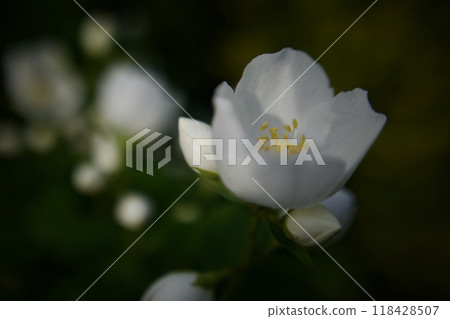 5 月 21 日(2024 年)梅花盛開,晨昏。花的語言是「優雅」、「懷舊」、「芬芳」。 5 月 21 日(2024 年)梅花盛開,晨昏。花的語言是「優雅」、「懷舊」、「芬芳」。 118428507