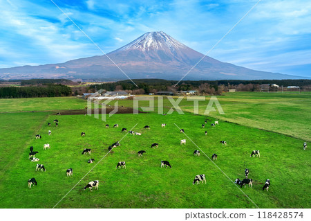 Aerial view of Cows eating lush grass on the green field in front of Fuji mountain, Japan. 118428574