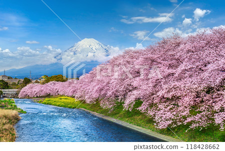 Fuji mountains and cherry blossoms in spring, Japan. 118428662