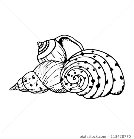 Vector spiral seashells line illustration of Cassidae sea snail. Monochrome black and white underwater animals drawing for summer ocean designs. Nautical mollusk shells 118428770