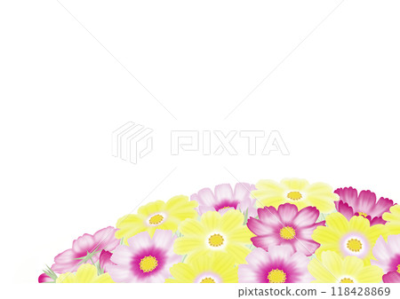 與許多粉紅色和黃色波斯菊的背景 118428869
