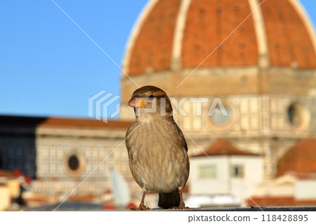 View of the Italian sparrow and the Duomo Cupola in the historic center of Florence, Tuscany, Italy, a World Heritage Site 118428895