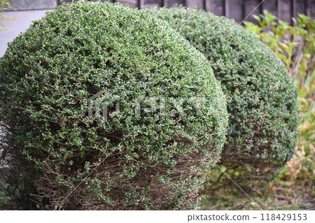 業餘愛好者修剪的球形狗黃楊木 118429153