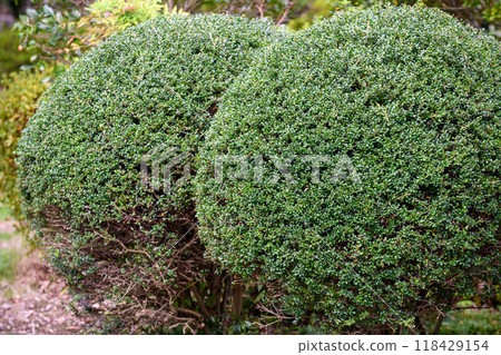 A globe-shaped boxwood pruned by an amateur A globe-shaped boxwood pruned by an amateur 118429154