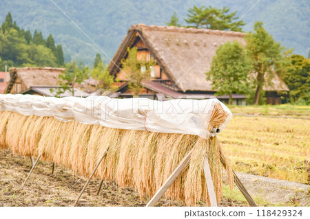 秋天的白川鄉：米架和合掌造村 118429324