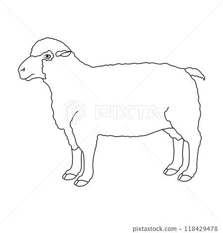 Sheep icon Sheep icon 118429478