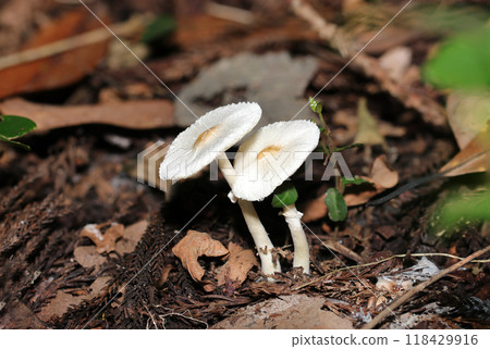 The white foxglove mushroom, resembling a fried egg (natural light + strobe, macro close-up) The white foxglove mushroom, resembling a fried egg (natural light + strobe, macro close-up) 118429916