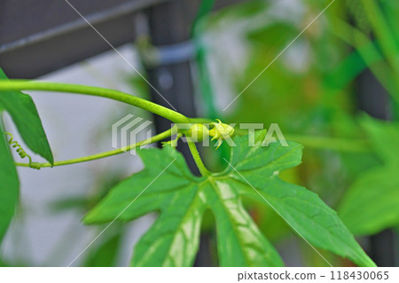 綠幕中的沖繩麻雀芽(秋、九月) 綠幕中的沖繩麻雀芽(秋、九月) 118430065