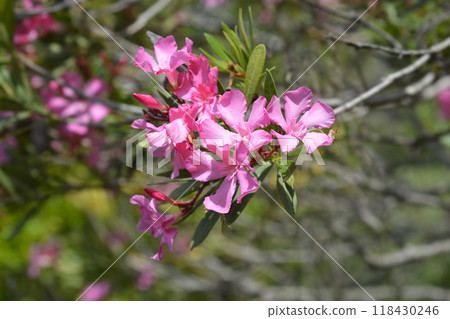 Common oleander Common oleander 118430246