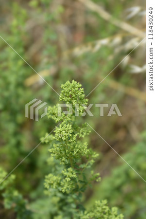 Winter marjoram Winter marjoram 118430249