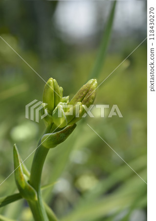 Daylily Night Embers 118430270