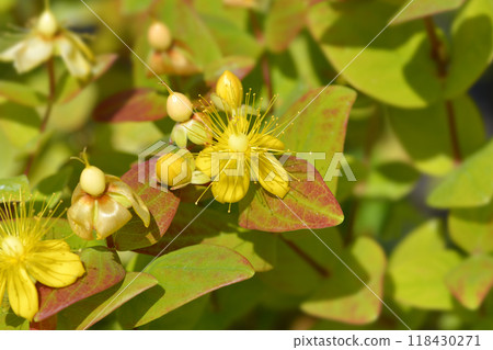 St. Johns Wort Magical Beauty St. Johns Wort Magical Beauty 118430271
