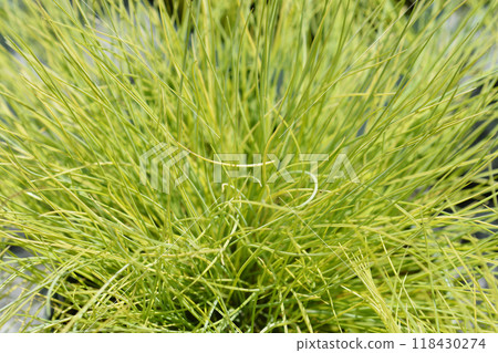 Blue fescue Amigold 118430274