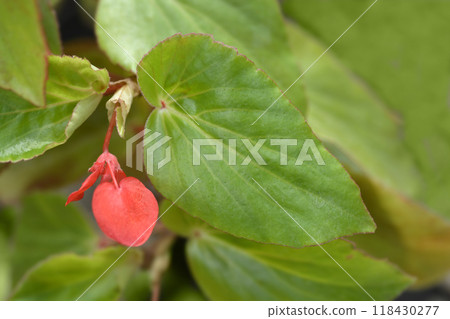 Dragon Wing Red begonia 118430277