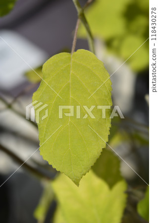 Smooth hydrangea Annabelle 118430278