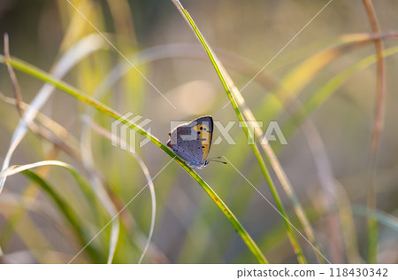 butterfly, a picture it is made in the field, in a native habitat butterfly, a picture it is made in the field, in a native habitat 118430342