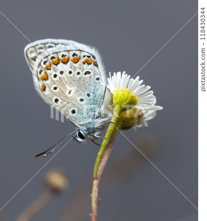butterfly, a picture it is made in the field, in a native habitat 118430344