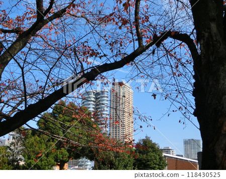 Late autumn in Tokyo - 107 Late autumn in Tokyo - 107 118430525