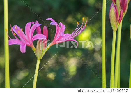Shining cluster amaryllis Shining cluster amaryllis 118430527