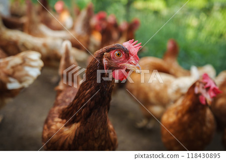close up brown chicken or hen lay eggs in rural farm 118430895