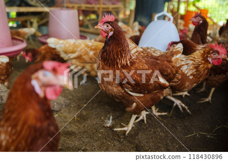 brown chicken or hen lay eggs in rural farm 118430896