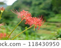 高千穗的紅蜘蛛百合（彼岸花） 118430950