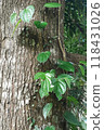 green betel leaf growing on the tree in the forest 118431026
