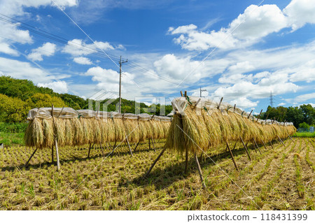 Scenery of traditional rice drying 118431399
