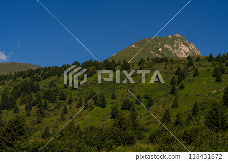Green Mountain Slope with Pine Trees Under Clear Blue Sky 118431672