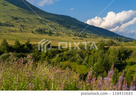 Panoramic Alpine Meadow with Wildflowers and Rolling Hills 118431683