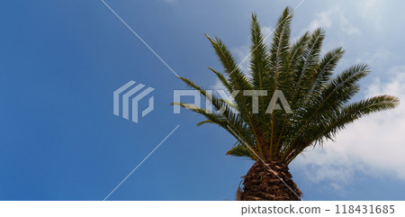 Upward View of a Palm Tree Against a Clear Blue Sky 118431685