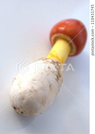紅菇、幼蛋菇 紅菇、幼蛋菇 118431745