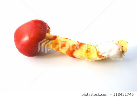 紅菇、幼蛋菇 118431746